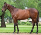 snitzel-fit-and-ready