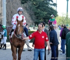 11)In primo piano Lupogrigio con in sella Ivan Rossi arrivato secondo nel Premio Handicap di Primavera( 13-04-13)