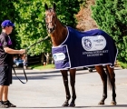  Winx pictured at the stables at Rosehill Gardens Racecourse