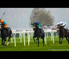 Earl of Tindsal con in sella il fantino Pedroza si avvia alla vittoria del GP Jockey Club di Milano 2013