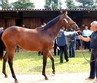 F.b.da Fastnet Rock e Eurirs, presentata da Razza del Velino,2° aggiudicato all' Asta. 