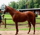 F.s. da Duke of Marmalade e Paint in Green presentata da Razza del Velino