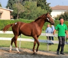Perche( Razza del Sole) top price dell'Asta