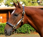 Perche( Razza del Sole) top price dell'Asta