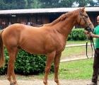 Un figlio di Kyllachy acquistato da Alduino Botti