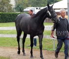 Un maschio figlio di Strategic Prince acquistato dall'Ing. Romeo (Sc. Incolinx)