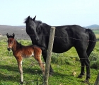 fattrice tolfetana con puledro