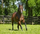 stallion bolt doro spendthrift usa