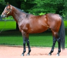 karakontie conformation stallion