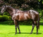 stallion wootton-bassett-conformation-shot