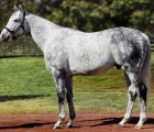 USA tapwrit-stallion
