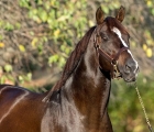 Stallion War Front