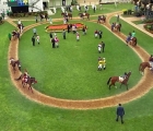 Bangalore paddock