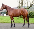 Lot 456, a filly by Zoffany (IRE) x Watsdaplan (IRE), sold by Glacken View to Al & Bill Ulwelling for €33,000, Goffs  19 11 2020