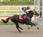 touch-star-man-kra-cup-mile-and-ministers-cup-winner-will-be-in-action-at-busan-on-saturday-5-12-2020