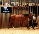 Aste Arqana lot 196