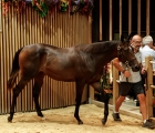 Aste Arqana lot 214