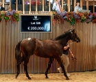 Aste Arqana lot 328