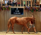 Aste Arqana lot 405