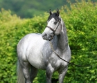 havana-grey-stallion