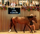 Aste Arqana lot-281