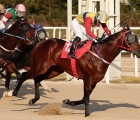 eoma-eoma-runs-in-seoul_s-feature-sunday-handicap_-kra-20-03-2022