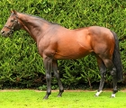 stallion-shirocco