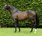 stallion-sholokhov