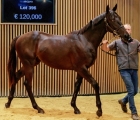 Daughter of Shalaa sold for €110,000