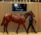 half-sister-to-group-winner-rosacea-dominates-the-day