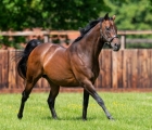 kingman-at-juddmonte-farms