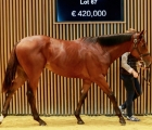 Lot 67, €420,000 for a son of Wootton Bassett, Arqana