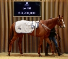 The excellent MALAVATH makes an historic top price of €3,2 million, Arqana 04 12 2022