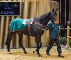 VAZZANA knocked down for €120,000, Arqana 06 12 2022