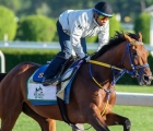 Pegasus World Cup 29 01 2023- Skippylongstocking