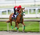 Pegasus World Cup 29 01 2023 - Stilettoboy