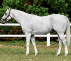 The Grey Gatsby stallion FRA