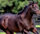 exceedances-stallion-aus-vinery-stud