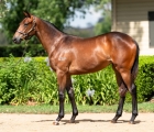 Lot 1033 – Tagloa x All Salsa filly.jpg