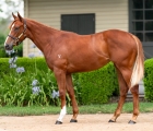 Lot 1168 – Maurice (JPN) x Giovanna Run filly.jpg