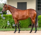 Lot 1420 – Written By x Sweet Love filly.jpg