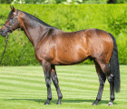 stallion-Kingman-uk