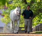 stallion-Tapit-usa