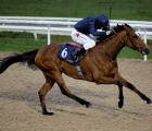 Tally-ho-bred-dual-group-1-winner-campanelle_-uk