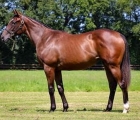 lot-108-f-dubawi-x-typique