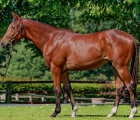 lot-152-c-siyouni-x-cercle-de-la-vie