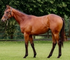 lot-42-f-kodiac-x-lucrece-arqana