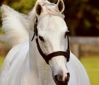 tapit-stallion-usa