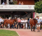 arqana-an-historic-august-yearling-sale