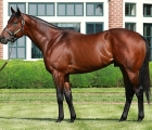 city-of-light-stallion